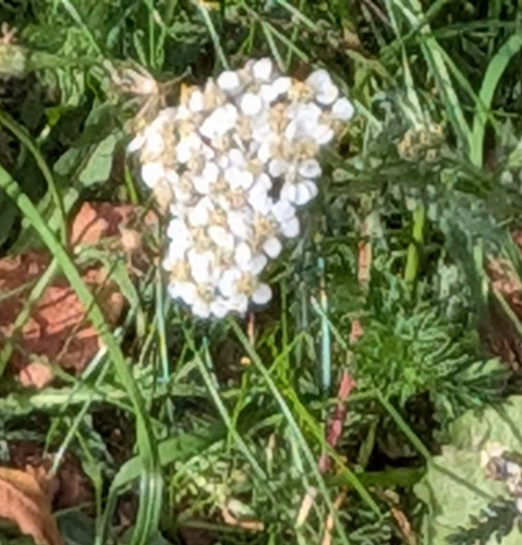common yarrow