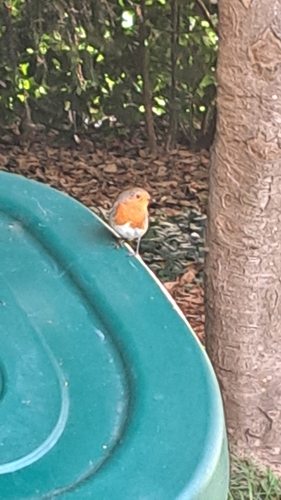 European Robin