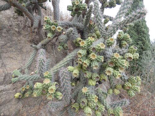 tree cholla