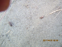 Scotophaeus pretiosus