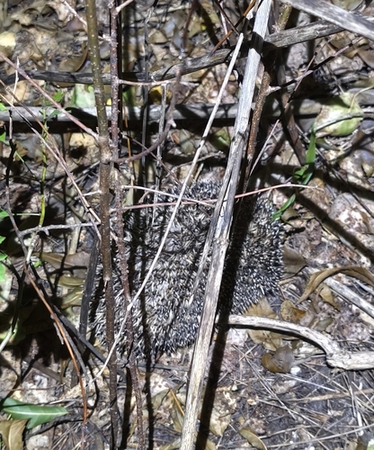 Northern White-breasted Hedgehog