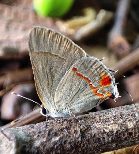 Sky-blue Groundstreak