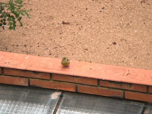 European Greenfinch