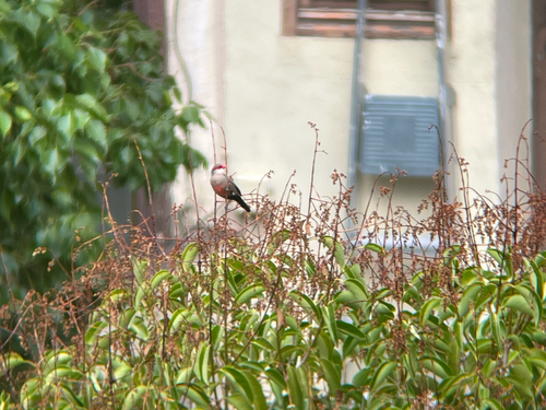 Common Waxbill