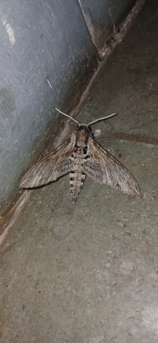 Convolvulus Hawkmoth
