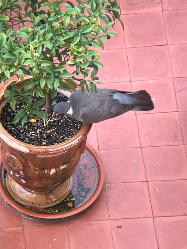 Common Wood-Pigeon