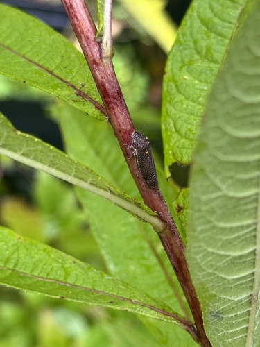 Speckled Sharpshooter