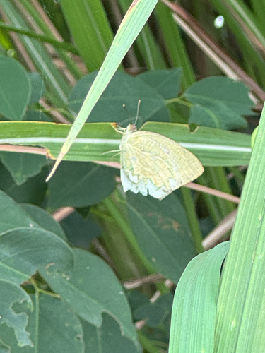 Mottled Emigrant