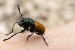 Labidostomis taxicornis