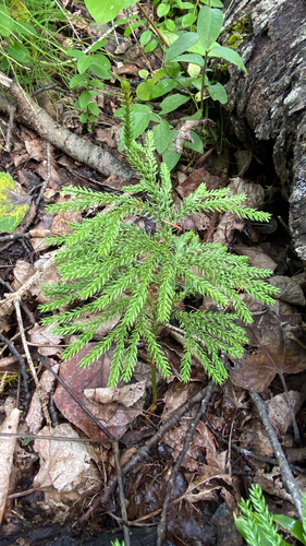 prickly tree-clubmoss