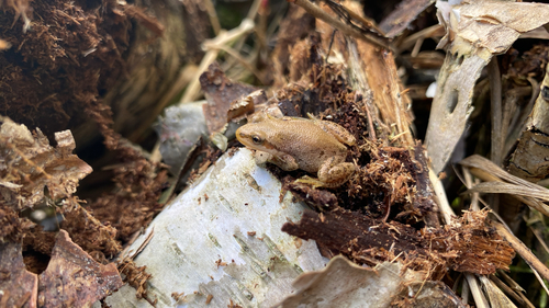 Boreal Chorus Frog