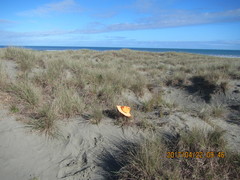 Scotophaeus pretiosus