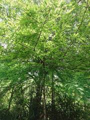 Taxodium distichum image