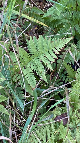 spinulose wood fern