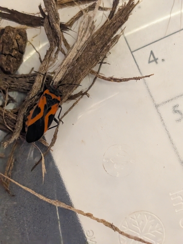 False Milkweed Bug