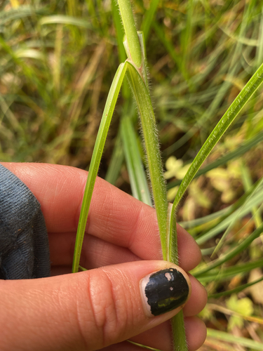 wheat sedge