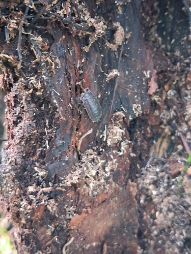 Rathke's Woodlouse