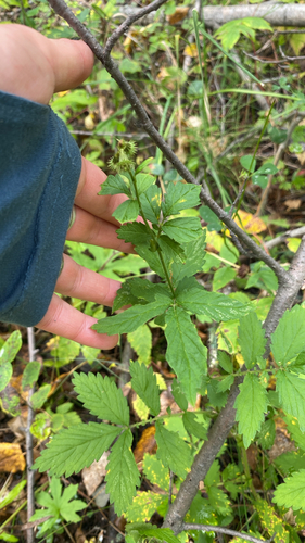 roadside agrimony