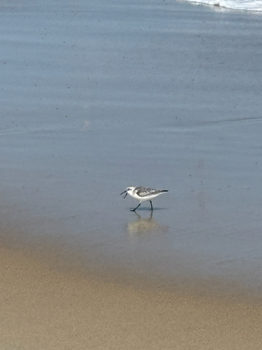 Sanderling