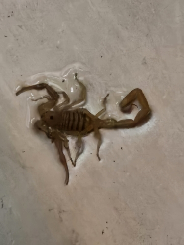 Arizona Bark Scorpion