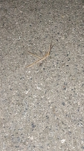 Mediterranean Slant-faced Grasshopper
