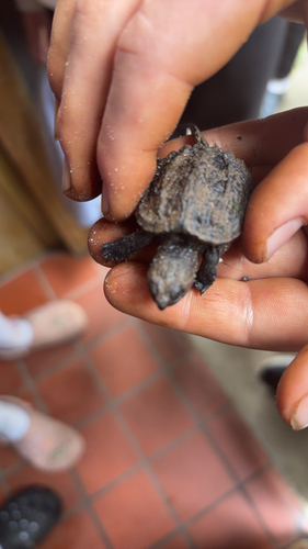 Common Snapping Turtle