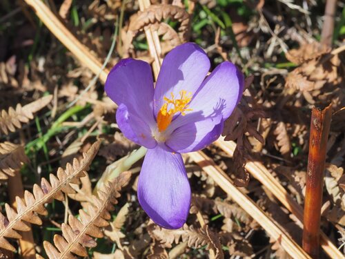 Crocus nudiflorus, photograph 5