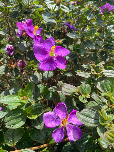Osbeckia rubicunda