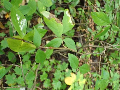 Dirca palustris, photograph 4