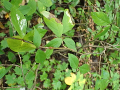 Dirca palustris, photograph author not stated, no rights reserved