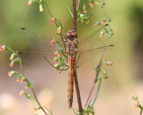 Vagrant Darter