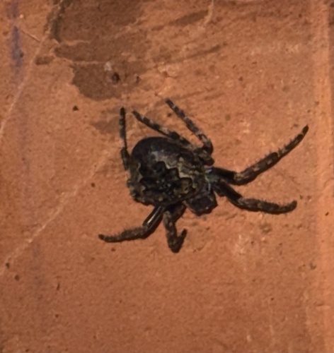 Walnut Orbweaver
