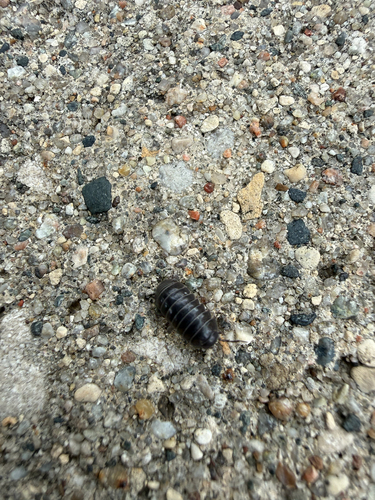 Common Pill Woodlouse