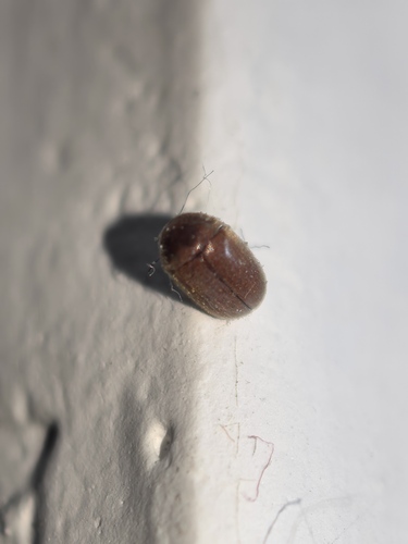 Lasioderma serricorne, 2026-09-18