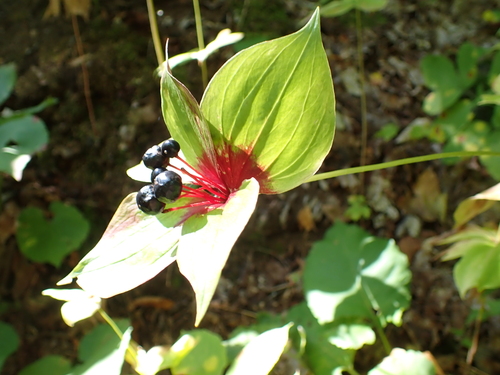 Cucumber Root