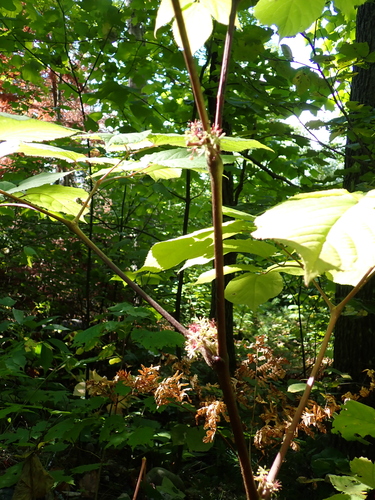 American spikenard