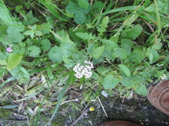 Starry Valerian (Valeriana calcitrapae)