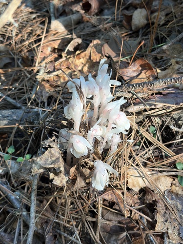 Ghost Pipe