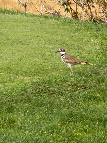 Killdeer