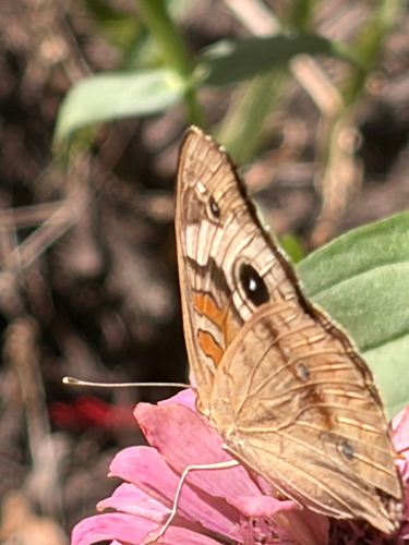 Common Buckeye