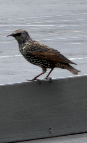 European Starling