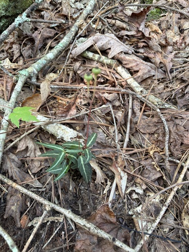 striped wintergreen