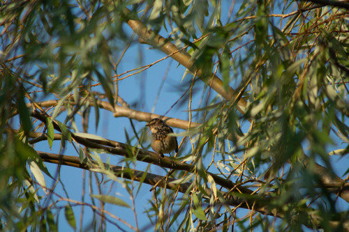 Bluethroat