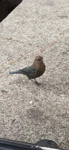 Brewer's Blackbird