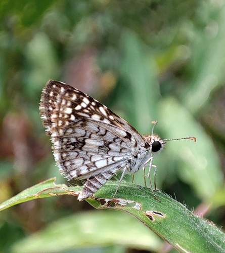 Orcus Checkered-Skipper