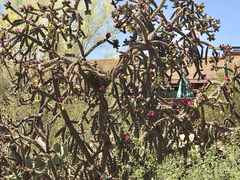 Cylindropuntia thurberi versicolor