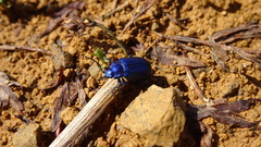 Chrysolinina