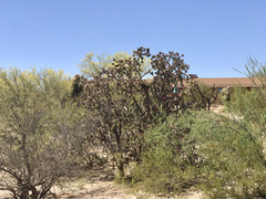 Cylindropuntia thurberi versicolor