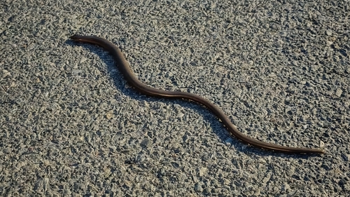 Common Slowworm