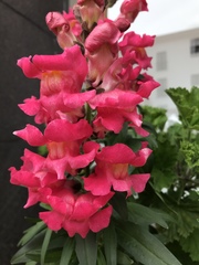 Antirrhinum